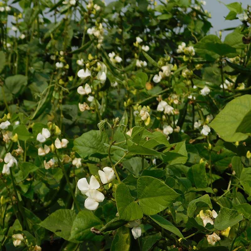 Hjälmböna 'Silver Moon', vita blommor, 200-250 cm, soligt läge, 10 frön, näringsrik jord.