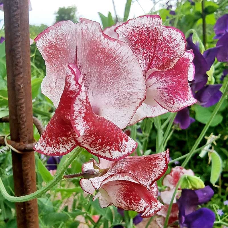 Luktärt 'Spencer Mars', scharlakansröda fläckar på vit bakgrund, ettårig, höjd ca 200 cm, sol, 25 frön.