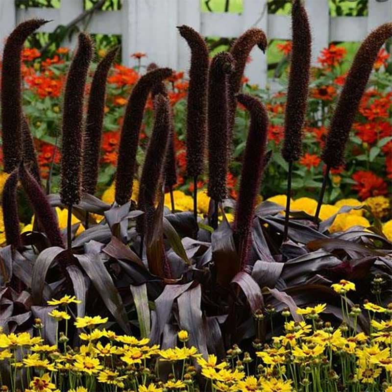 Pärlhirs 'Copper Prince' F1, gröna och kopparröda blad, svartbruna kolvar, höjd 70 cm.