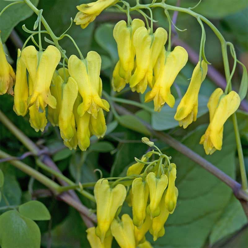 Slingerhjärta 'Golden Tears', gul blomfärg, höjd 100 cm, slingrande växtsätt, sol-halvskugga, 10 frön.