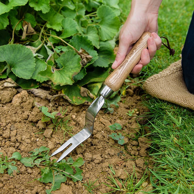 Maskrosjärn Hand Daisy Grubber, 300 mm starkt handverktyg i rostfritt stål för ogräs