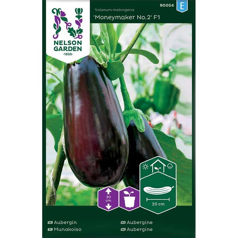 Aubergin 'Moneymaker Nr.2' F1, mörkt violetta frukter, 30 cm hög, soligt läge.