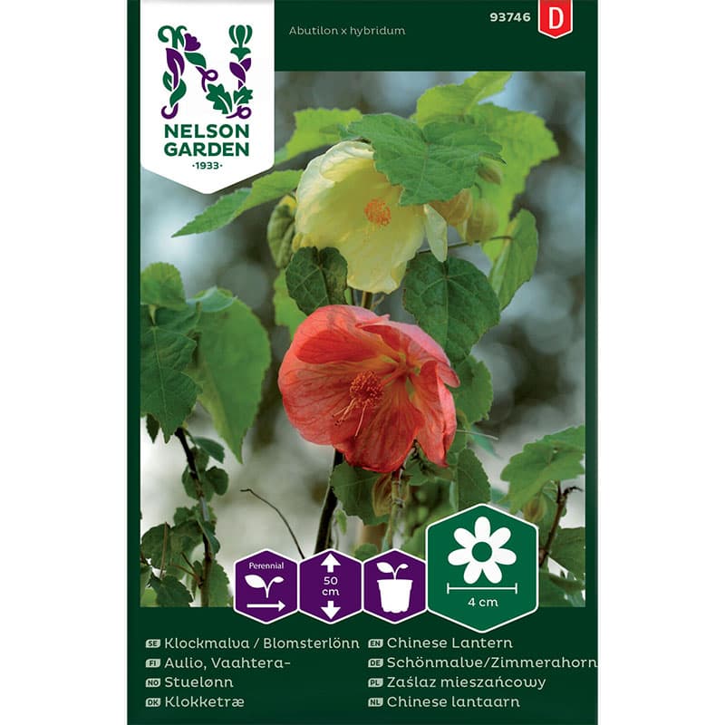 Klockmalva / Blomsterlönn, röd till gul färg, höjd 50 cm, soligt läge, lättodlad, 25 frön.