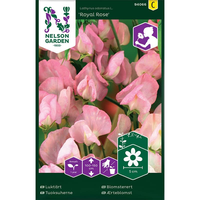 Luktärt 'Royal Rose', rosa blommor, 100-150 cm, sol, 1-årig, 45 frön, räcker till 3-4 m.