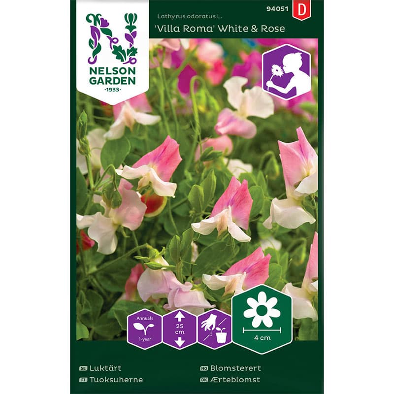 Luktärt 'Villa Roma White & Rose', vit och rosa, 25 cm hög, 1-årig, 28 frön.