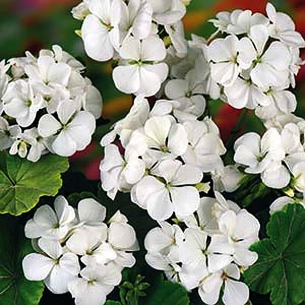 Pelargon 'Inspire White' F1, vitblommande, kompakt, tidigblommande, 12 fröer, rikligt med blommor.