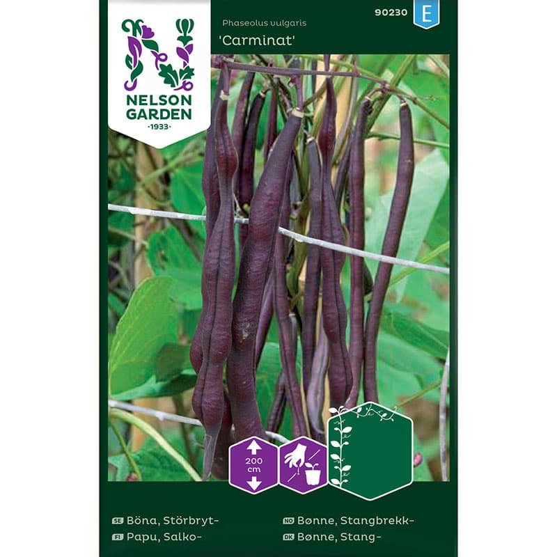Störbrytböna 'Carminat', violett, 200 cm, sol, lättodlad, 40 frön, räcker till 25-30 plantor.