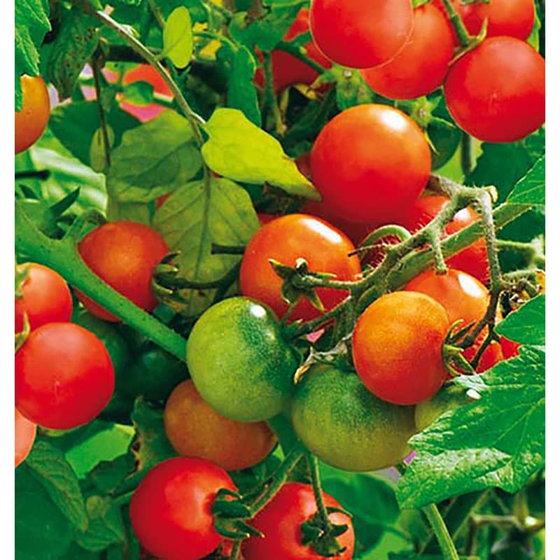 Körsbärstomat 'Tiny Tim', röd, små söta frukter, 60-90 cm hög, lättodlad, 45 frön.
