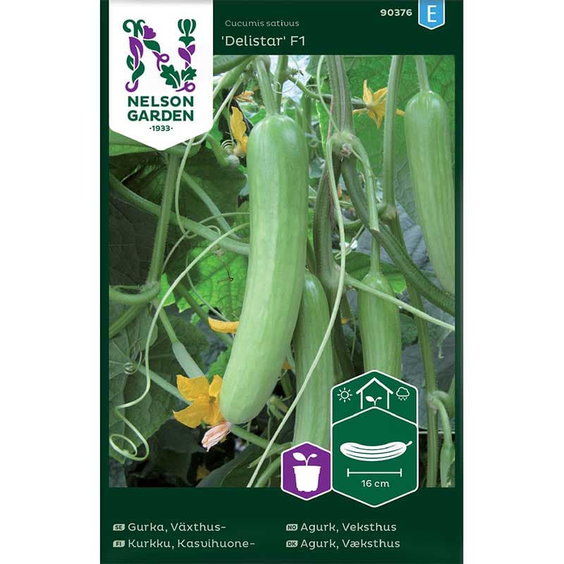 Växthusgurka 'Delistar' F1, grön, söt smak, 16-18 cm frukter, 2-3 plantor.