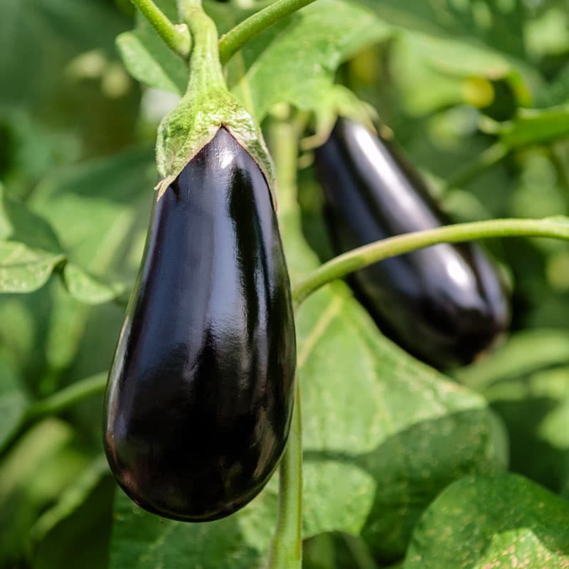 Aubergin 'Black Beauty', mörkt purpurfärgat skal, fast vitt fruktkött, medeltidig sort, 0,2 gram frön.
