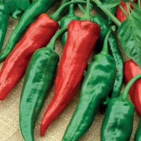 Chili 'Cayenne', mörkröd, avlång och avsmalnande frukt, mycket stark, 20-25 frukter/planta.
