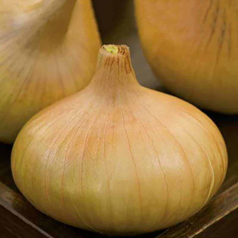 Lök 'Stuttgarter Reisen', brungul/bronsfärgad, platt/rund, halvstark smak, 60-70 g.