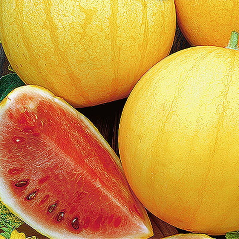 Vattenmelon 'Zloto Wolicy', gul skal, röd saftig smak, upp till 6 kg, 0,5 gram frön