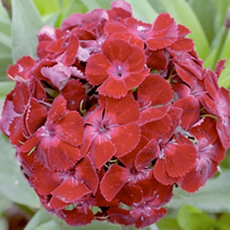 Borstnejlika 'Oeschberg', flerårig, 50 cm hög, blommor 10 cm, blommar länge, frosttålig.