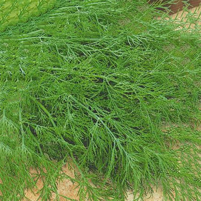Dill 'Mammoth', mörkgrön färg, aromatiska blad, medeltidig, lättodlad, tål halvskugga, 5 gram frön.