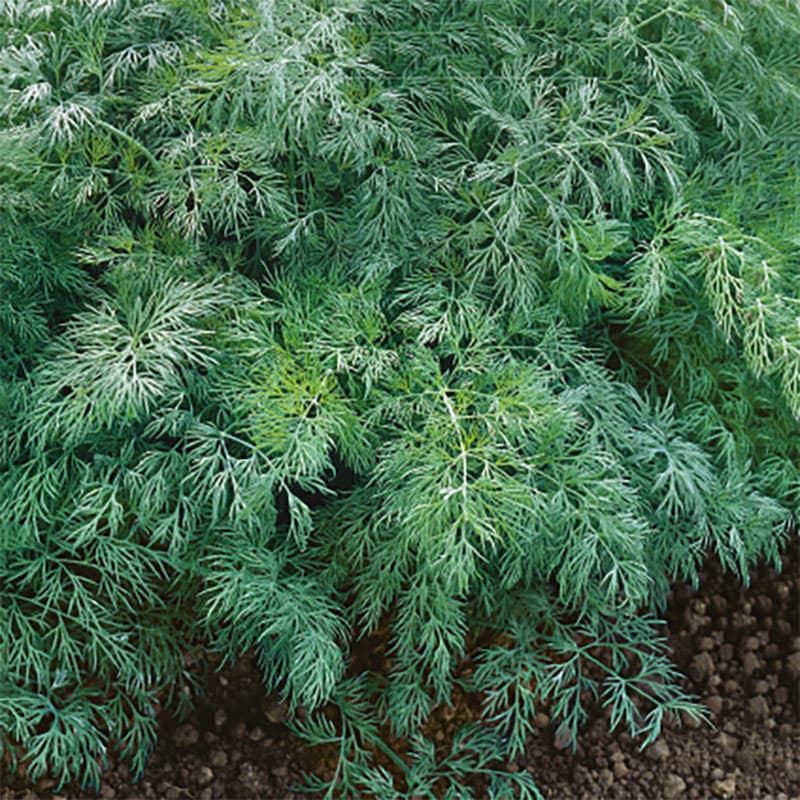Dill 'Szmaragd', medeltidig, grön, lättodlad, tål halvskugga, 5 gram frön, kan odlas året runt.