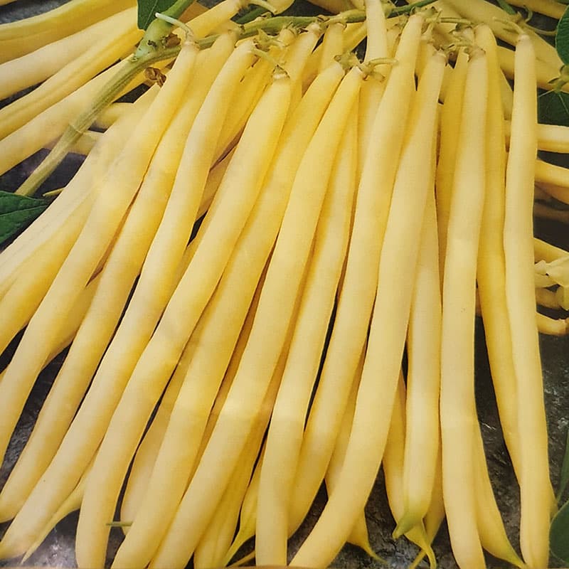 Dvärgböna 'Victor', grön, 8 mm, 13-15 cm lång, resistent mot mosaikvirus och antraknos.