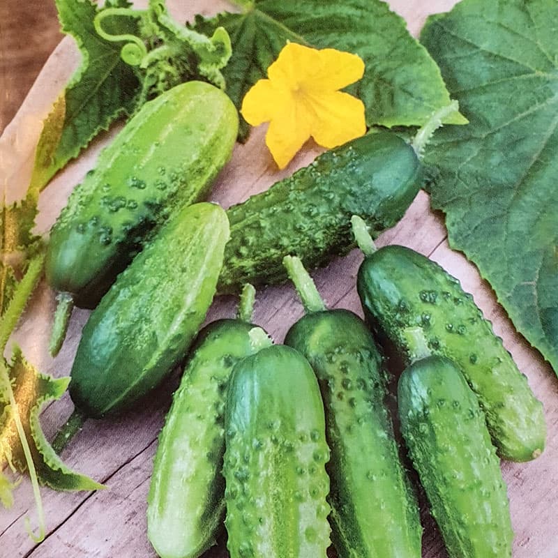 Frilandsgurka 'Julian' F1, ljusgrön, 8-10 cm lång, hybrid, ca 70-100 frön, skörd juli-sep.