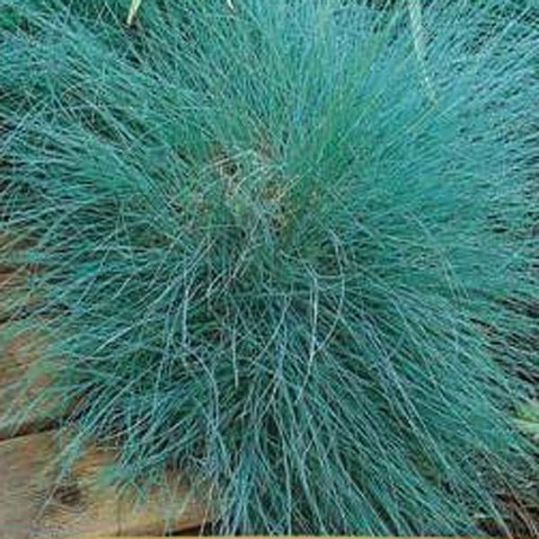 Blåsvingel 'Varna', silverblå färg, perenn grässort, klotformad, lättodlad, 0,5 gram frön.