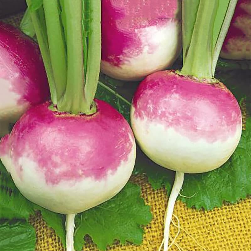 Majrova 'Purple Top White Globe', rund, vit med rosaviolett ovandel, saftigt fruktkött, 3 gram frön.