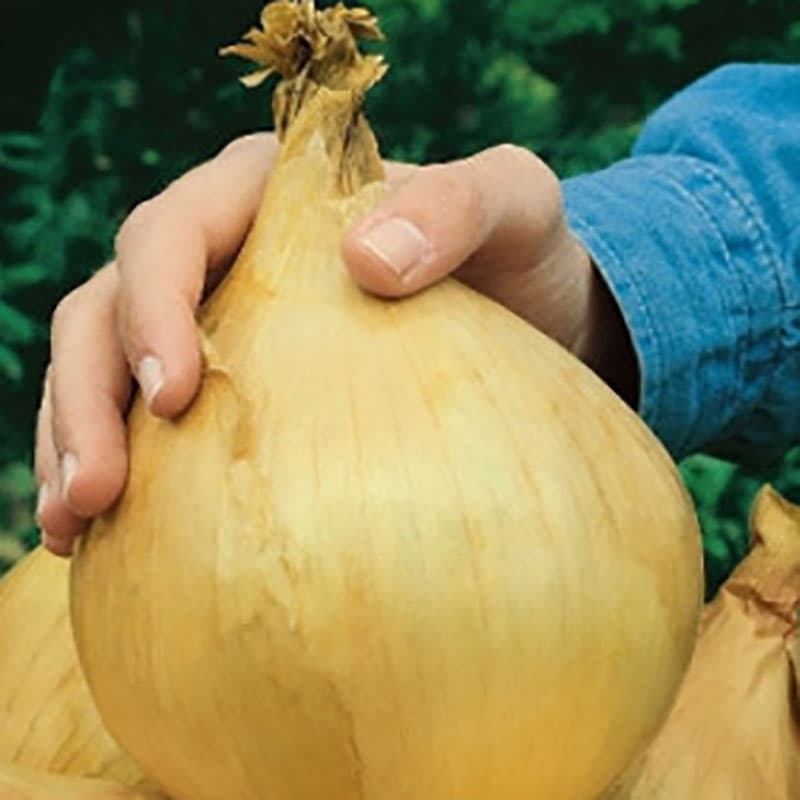 Lök 'Globo', gulaktig, söt smak, storlek 360-800 g, odlas för färskkonsumtion.