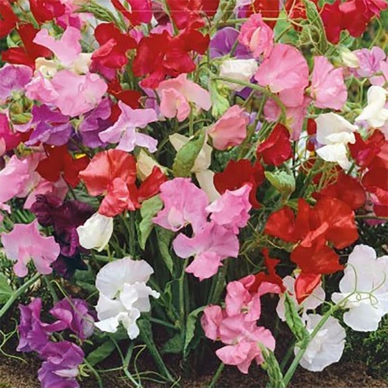 Luktärt 'Bijou', lågväxt 40 cm, klara blommor, doftande, solig plats, mullrik jord, 2 g frön.