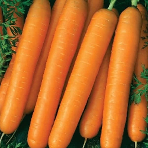 Morot 'Amsterdam 2', tidig sort, cylinderformad, 15-17 cm lång, växer i humusrik jord, 3 gram frön.