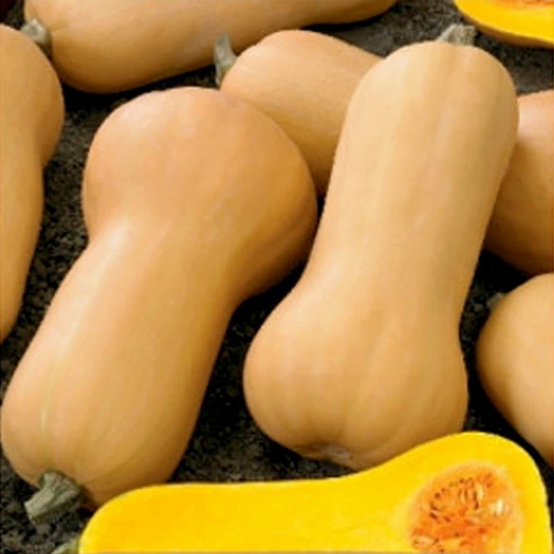 Myskpumpa 'Waltham Butternut', gulaktigt skal, orangefärgat fruktkött, 2 gram frön.