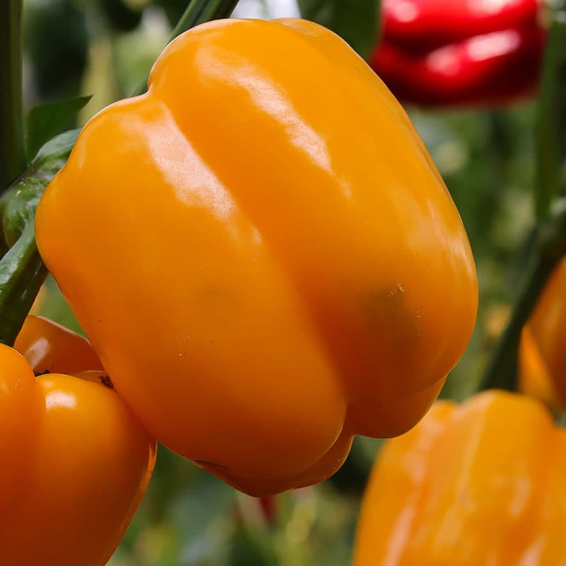 Paprika 'Etiuda', kubformade frukter, gröna till orange, 70 cm hög, soligt läge, lättodlad.