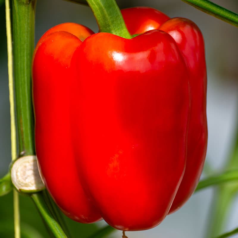 Paprika 'Quadrato d’Asti Rosso', röd, avlånga frukter, ca 280 g styck, medeltidig sort.