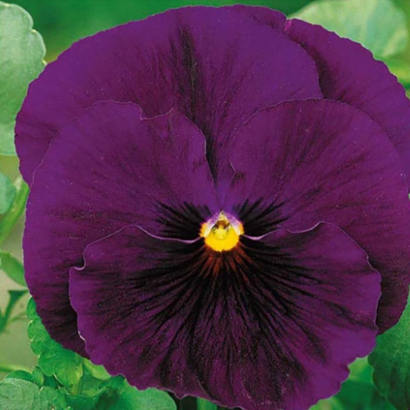 Pensé 'Bergwacht', tvåårig blomma, färg: varierande, växtsätt: utplanteringsväxt, sol/halvskugga.
