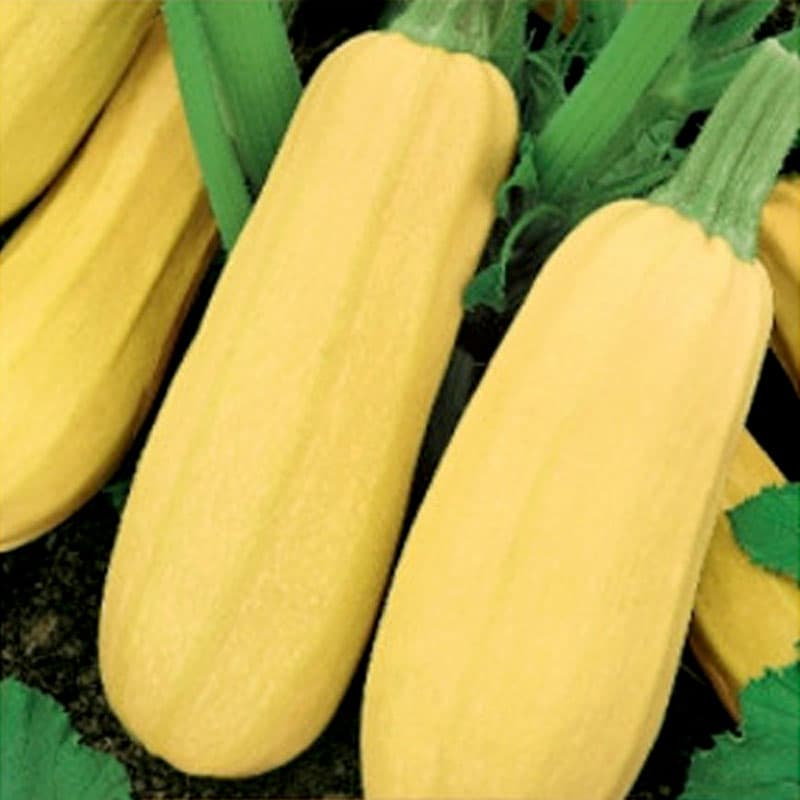 Pumpa 'Zloty Cepelin', cylinderformad, tidig, bördig, 2 gram frön, kräver värme och vatten.