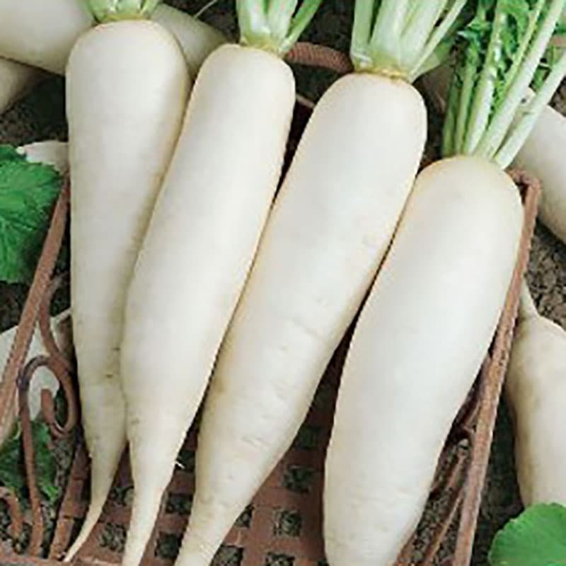 Daikon 'Japana', vit, mild smak, 35-40 cm lång, medeltidig, 70-85 dagar till mognad, 1,5 gram frön.