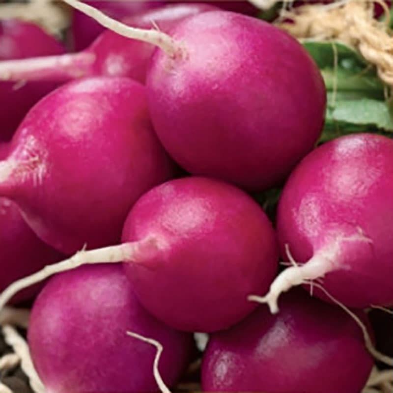 Rädisa Viola, rund, violett, vit och saftig, mild smak, medeltidig sort, 3 gram frön.