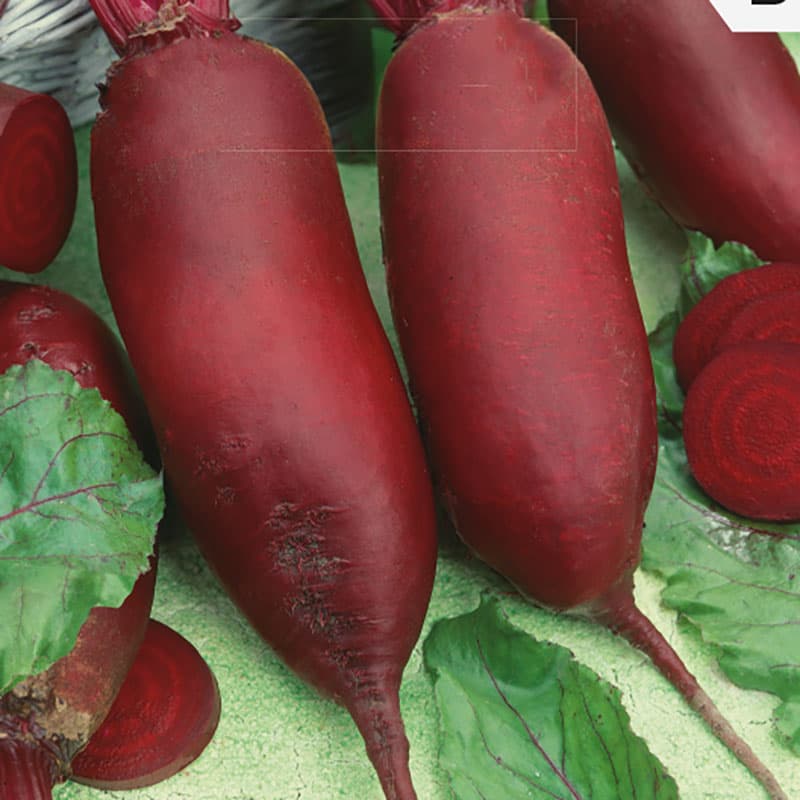 Rödbeta 'Rywal', mörkt röd färg, litet bladverk, vegetationsperiod 110-120 dagar.