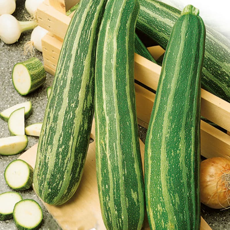 Squash 'Nimba', buskigt växtsätt, 20-22 cm lång frukt, växer i bördig jord, soligt läge, 1,5 gram frön.