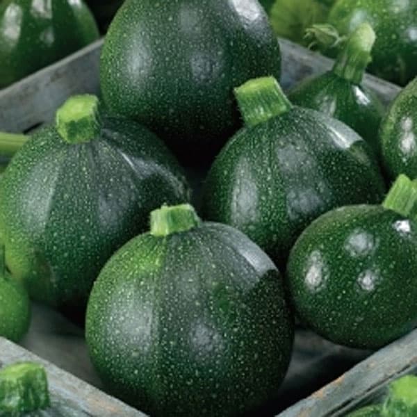 Squash 'Tondo di Piacenza', tidig sort, mörkrött fruktkött, vita blommor, 1,5 gram frön.