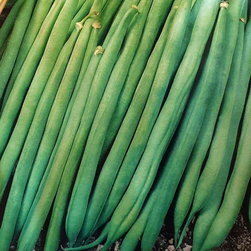 Störbrytböna 'Matilda', klättrande, mörkgrön, 15-18 cm baljor, riklig skörd.