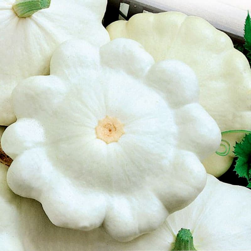 Tefatssquash 'Disco', medeltidig, buskigt växande, tefatsformad frukt, vit fruktkött, smak av svamp.