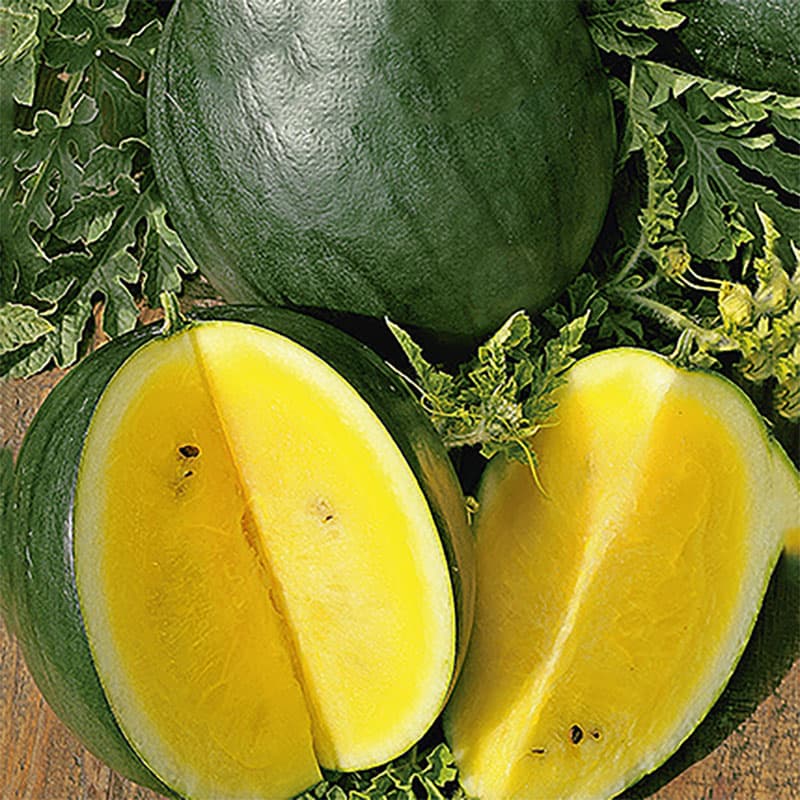 Vattenmelon 'Janosik', söt och saftig, 3,5-5,5 kg, 0,5 gram frön, odlas i växthus och utomhus.