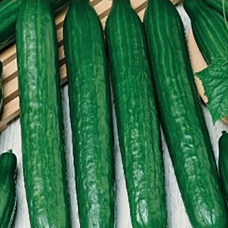 Växthusgurka 'Superstar', mörkgrön, 25-30 cm, 380-420 g, självfertil, 0,5 g frön.