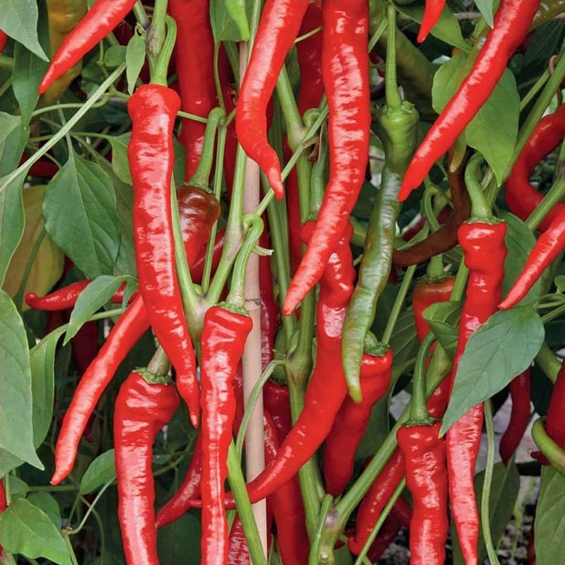 Chili 'Poseidon' har hornformade, avlånga frukter, 20-25 frukter per planta.