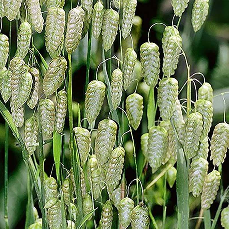 Darrgräs med klockformade ax, 30 cm hög, trivs i solig, bördig jord, perfekt för snittblommor.