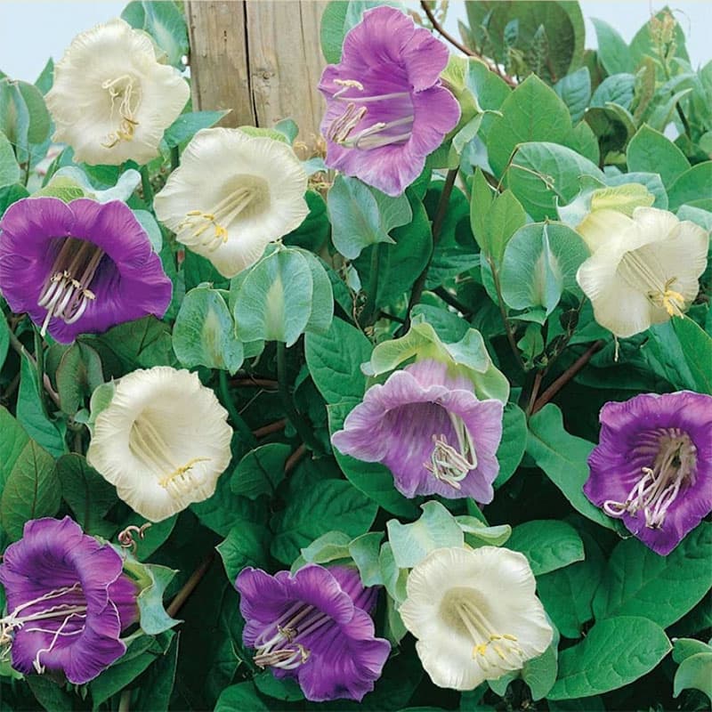 Klockranka mix, flerårig klätterväxt, klockformade blommor, 4 m hög, växer bra i sol, 8 fröer.
