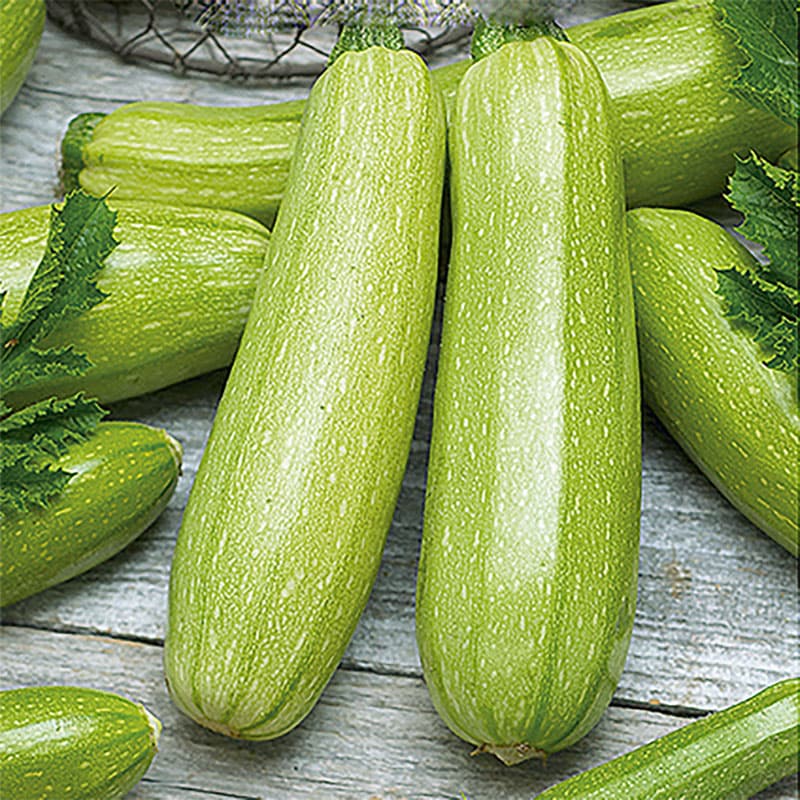 Squash 'Wanda', ljusgrön, avlång frukt ca 20 cm, buskväxt, soligt läge, 2 gram motsvarar 12-16 frön.