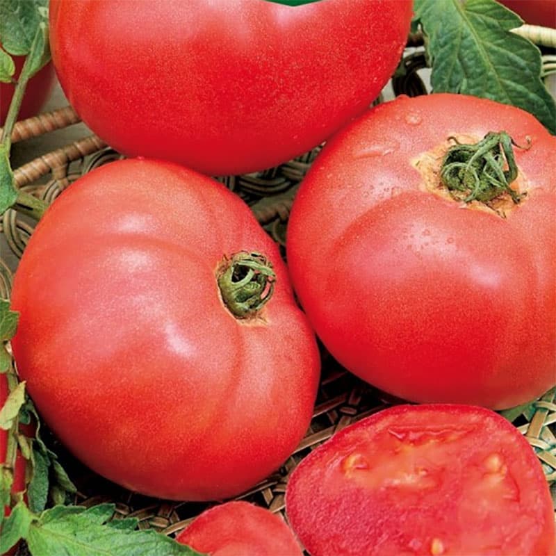 Tomat 'Faworyt', hallonfärgad, köttig frukt, 400 g/frukt, 110-120 dgr växtperiod.