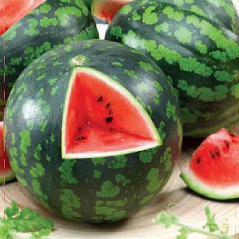 Vattenmelon 'Mini Love' F1, röd fruktkött, kompakt växtsätt, soligt läge, 5-6 meloner/planta, 5 frön.