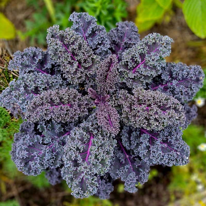 Grönkål 'Scarlet', mörkvioletta blad, 60 cm hög, tål kyla, 0,5 gram frön.