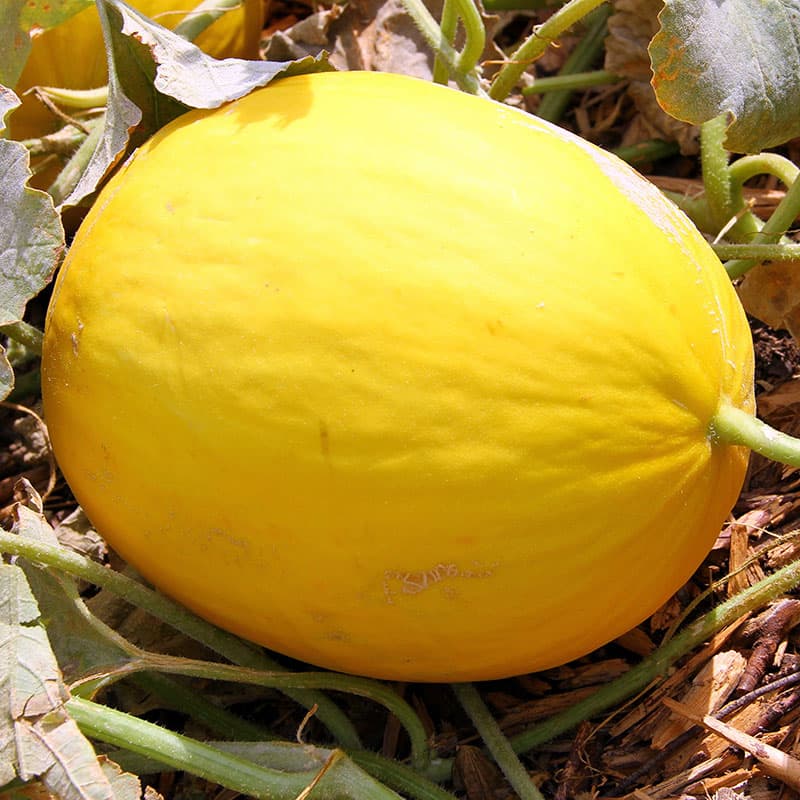 Melon 'Jaune Canari 2', gul, 1,5 kg, ovala, doftande fruktkött, växthus eller skyddad plats.