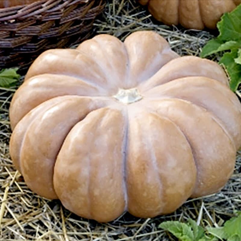 Myskpumpa Muscade De Provence, rund-platt, ribbad, upp till 10 kg, gul skal, sött orangefärgat fruktkött.